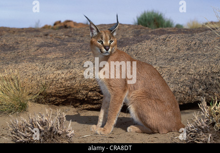 (Felis caracal Caracal), Augrabies Falls National Park, Northern Cape, Südafrika, Afrika Stockfoto