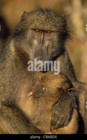 Chacma baboon (papio ursinus), weibliche Erwachsene und junge, Krüger Nationalpark, Südafrika, Afrika Stockfoto