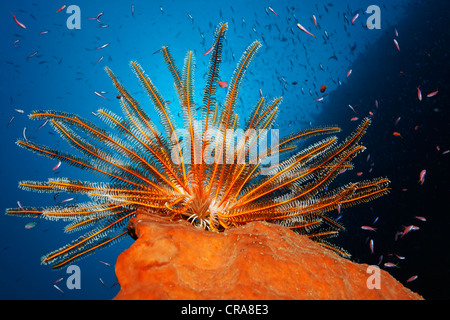 Feather Star (Dichometra Flagellata) sitzt auf einem Schwamm für Plankton mit seiner Feder Arme, umgeben von vielen Fischen Stockfoto