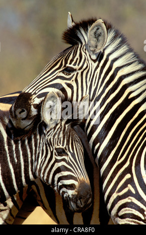 Ebenen zebra oder Burchell's Zebra (Equus quagga), weiblichen Erwachsenen und Fohlen, Krüger Nationalpark, Südafrika, Afrika Stockfoto