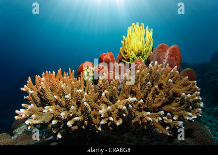 Gelbe Feder-Stern (Centrometra Bella) sitzen auf Schwamm und Agropora Korallen, (Agropora SP.), mit Sonnenstrahlen, Great Barrier Reef Stockfoto