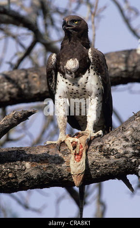 Martial Eagle (polemaetus bellicosus), mit Monitor Eidechse, Krüger Nationalpark, Südafrika, Afrika Stockfoto