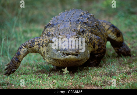 Nilkrokodil (Crocodylus niloticus), laufen, Isimangaliso Wetland Park, Kwazulu - Natal, Südafrika, Afrika Stockfoto