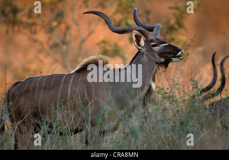 Mehr Kudu (tragelaphus strepsiceros), Krüger Nationalpark, Südafrika, Afrika Stockfoto