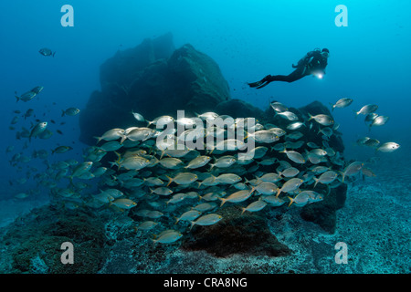 Taucher beobachten Schule von Cowbreams (Sarpa Salpa) vor felsigen Riff, Madeira, Portugal, Europa, Atlantik Stockfoto