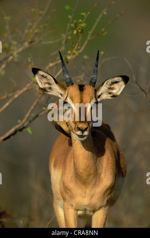 Impala (Aepyceros melampus), mit Red-billed oxpeckers (buphagus erythrorhynchus), Krüger Nationalpark, Südafrika, Afrika Stockfoto