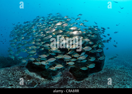 Schule von Cowbreams (Sarpa Salpa), Schwimmen vor felsigen Riff, Madeira, Portugal, Europa, Atlantik Stockfoto