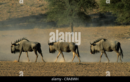 Streifengnu (connochaetes Taurinus), Kgalagadi Transfrontier Park, Kalahari, Südafrika, Afrika Stockfoto