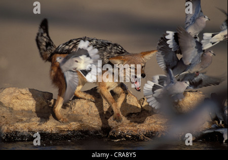 Black-backed Jackal (Canis mesomelas), Taube, Kgalagadi Transfrontier Park, Kalahari, Südafrika, Afrika Stockfoto