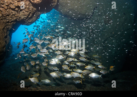 Schule von Cowbreams (Sarpa Salpa), Schwimmen vor Höhle verlassen, Madeira, Portugal, Europa, Atlantik Stockfoto