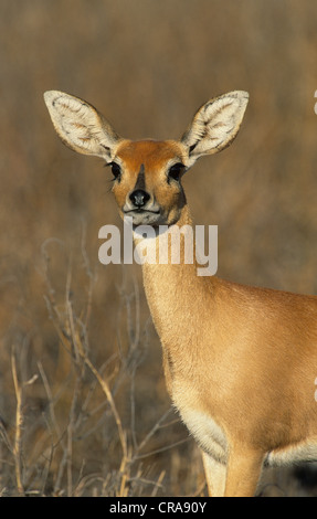 Steinböckchen (raphicerus Campestris), Krüger Nationalpark, Südafrika, Afrika Stockfoto