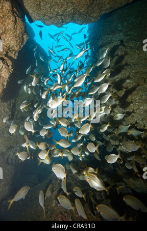 Schule von Cowbreams (Sarpa Salpa), Schwimmen vor Höhle verlassen, Madeira, Portugal, Europa, Atlantik Stockfoto