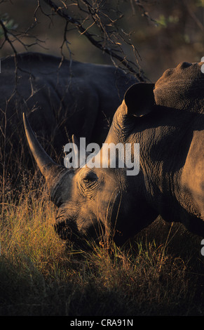 Weiße Nashörner (Rhinocerotidae)), Beweidung, Sabi Sabi Game Reserve, Krüger Nationalpark, Südafrika, Afrika Stockfoto