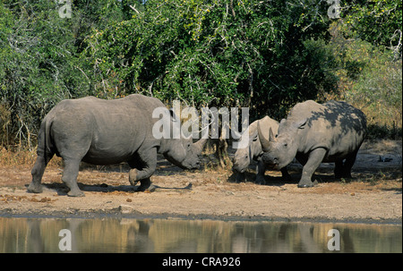 Weiße Nashörner (Rhinocerotidae)), männlich weiblich weg jagen und Kalb, Krüger Nationalpark, Südafrika, Afrika Stockfoto