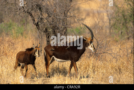 Rappenantilope (hippotragus Niger), weiblichen Erwachsenen und Kalb, Krüger Nationalpark, Südafrika, Afrika Stockfoto