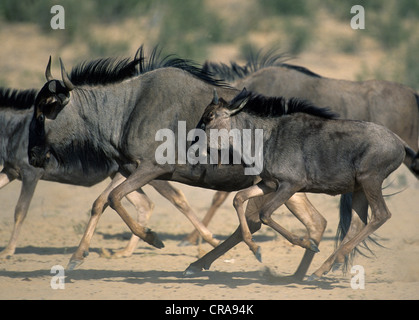 Streifengnu (connochaetes Taurinus), laufen, Kgalagadi Transfrontier Park, Kalahari, Südafrika, Afrika Stockfoto