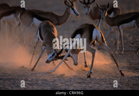 Springbock (antidorcas marsupialis), kämpfen Männchen, Kgalagadi Transfrontier Park, Kalahari, Northern Cape, Südafrika, Afrika Stockfoto