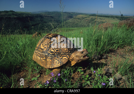 Leopard tortoise (stigmochelys pardalis), umgeni Valley Nature Reserve, Kwa-zulunatal, Südafrika, Afrika Stockfoto