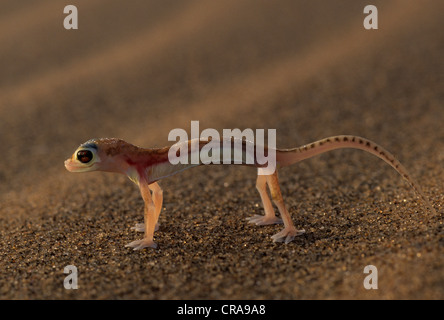 Web-footed Gecko (palmatogecko rangei), namib - Naukluft Park, Namibia, Afrika Stockfoto