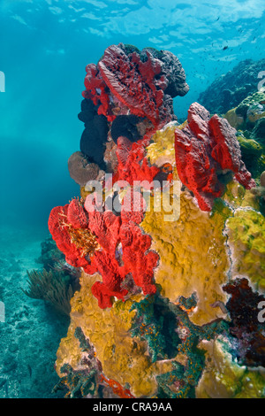 Korallenriff mit verschiedenen Korallen und Schwämme, Windward-Inseln, kleine Antillen, St. Lucia, Karibik, Karibik Stockfoto