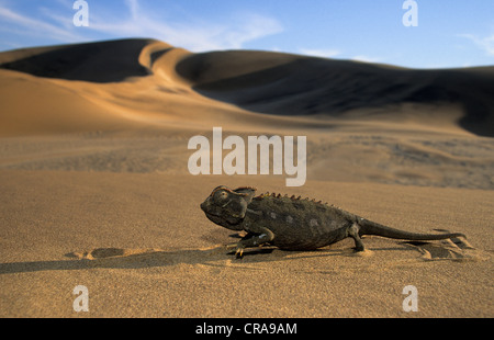 Namaqua jemenchamäleon (chamaeleo namaquensis), in der Wüste, Wüste Namib, Namibia, Afrika Stockfoto