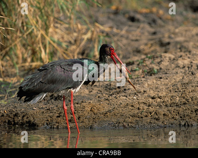 Schwarzstorch (Ciconia nigranigra), Wels Essen, Krüger Nationalpark, Südafrika, Afrika Stockfoto