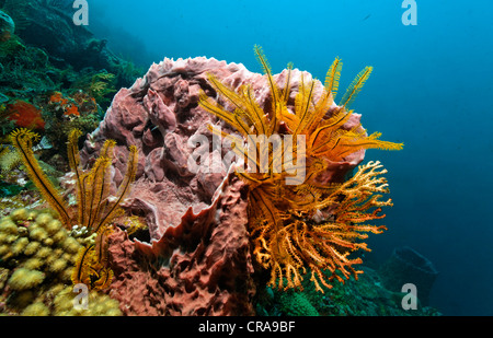 Golden Criniod Arme (Crinoidea) aus Karibik-Fass-Schwamm (Xestspongiagia Muta), St. Lucia, Inseln unter dem Winde Stockfoto