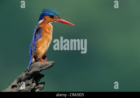 Malachit Eisvogel (Alcedo cristata), Kwazulu - Natal, Südafrika, Afrika Stockfoto