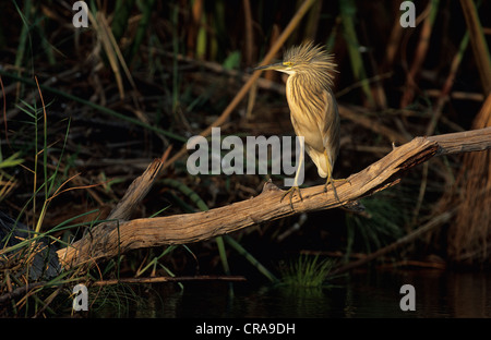Squacco Heron (ardeola ralloides), Bedrohung, Okavango Delta, Botswana, Afrika Stockfoto