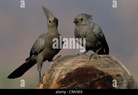 Grau-weg-bird (corythaixoides concolor), Kruger National Park, Mpumalanga, Südafrika, Afrika Stockfoto