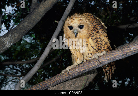 Die pel Angeln Owl (scotopelia Peli), Okavango Delta, Botswana, Afrika Stockfoto