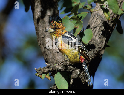 Crested Barbet (trachyphonus vaillantii), Kruger National Park, Mpumalanga, Südafrika, Afrika Stockfoto