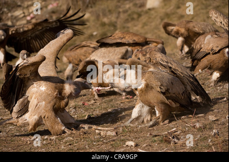 Gänsegeier (abgeschottet Fulvus) kämpfen über AAS, Pyrenäen, Spanien, Europa Stockfoto