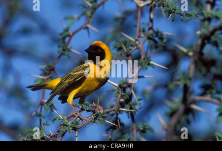 Südlichen Masked Weaver oder afrikanischen maskierte Weber (Ploceus Velatus), Kgalagadi Transfrontier Park, Südafrika, Afrika Stockfoto