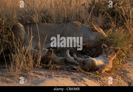 Und jungen Löwin (Panthera leo), Kgalagadi Transfrontier Park, Kalahari, Südafrika, Afrika Stockfoto