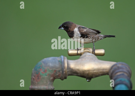 Bronze-Männchen (Lonchura Cucullata) Stockfoto