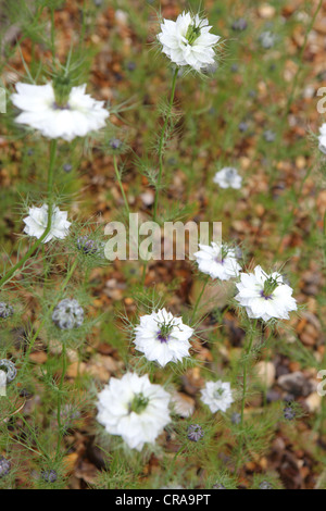 Weiße Nigella Damascena, Liebe im Nebel, jährliche Garten Blume, Garten Suffolk, UK Stockfoto