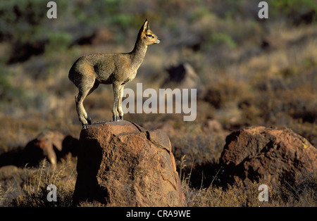 Klippspringer (oreotragus oreotragus), Karoo National Park, Südafrika Stockfoto