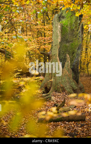 Baum, Baumstumpf, Herbst, Urwaldrelikt Sababurg Urwald, Reinhardswald, Hofgeismar, Hessen, Norddeutschland, Europa Stockfoto