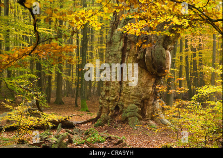 Eiche (Quercus), Urwaldrelikt Sababurg Urwald, Reinhardswald, Hofgeismar, Hessen, Norddeutschland, Europa Stockfoto