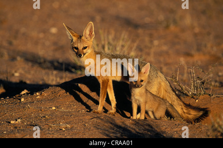 Cape Fox (vulpes Chama), Mutter und Welpen, Kgalagadi Transfrontier Park, Südafrika Stockfoto