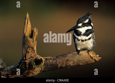 Pied Kingfisher (ceryle Rudis), Kwazulu - Natal, Südafrika Stockfoto