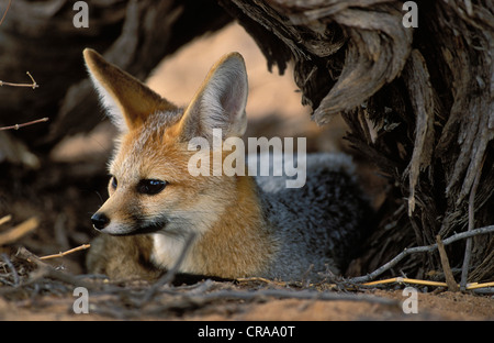 Cape Fox (vulpes Chama), Kgalagadi Transfrontier Park, Kalahari, Südafrika Stockfoto