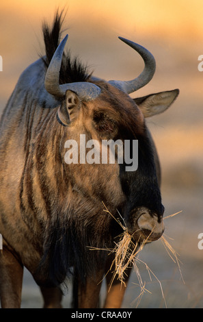 Streifengnu (connochaetes Taurinus), essen Gras, Kgalagadi Transfrontier Park, Kalahari, Südafrika, Afrika Stockfoto