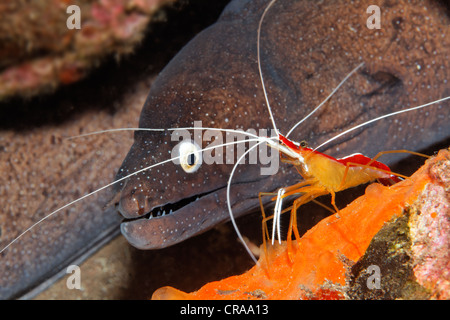 Gepunktete Muräne (Muraena Augusti) mit Scarlet-gestreiften Reinigung Garnele (Lysmata Grabhami) in sein Versteck, Madeira, Portugal Stockfoto