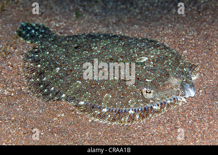 Mit weit aufgerissenen Augen Flunder (Bothus Podas) auf sandigem Boden, Madeira, Portugal, Europa, Atlantik Stockfoto