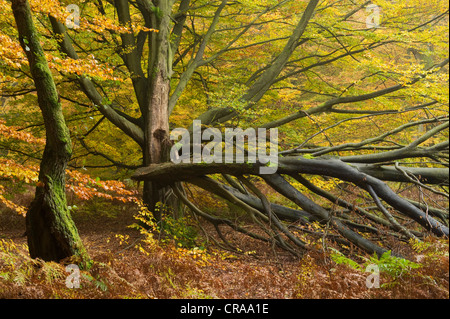 Herbstliche Urwaldrelikt Sababurg Urwald, Reinhardswald, Hofgeismar, Hessen, Norddeutschland, Europa Stockfoto