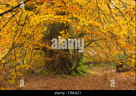 Herbstliche Urwaldrelikt Sababurg Urwald, Reinhardswald, Hofgeismar, Hessen, Norddeutschland, Europa Stockfoto