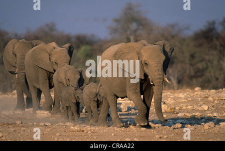 Afrikanischer Elefant (loxodonta Africana), Herde nähern Wasserloch, Etosha National Park, Namibia, Afrika Stockfoto