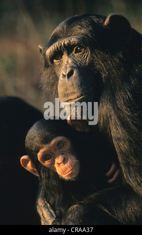 Schimpanse (pan troglodytes), weiblichen Erwachsenen und Baby, chimfunshi, Sambia, Afrika Stockfoto